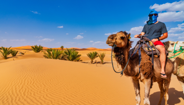 Camel ride at sunset during a Sahara desert tour near Mhamid, Morocco