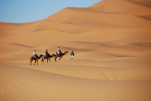 desert, sand, dunes, morocco, nature, camel