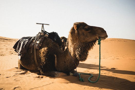 A camel resting in the Moroccan desert, highlighting traditional saddle and vibrant landscape.