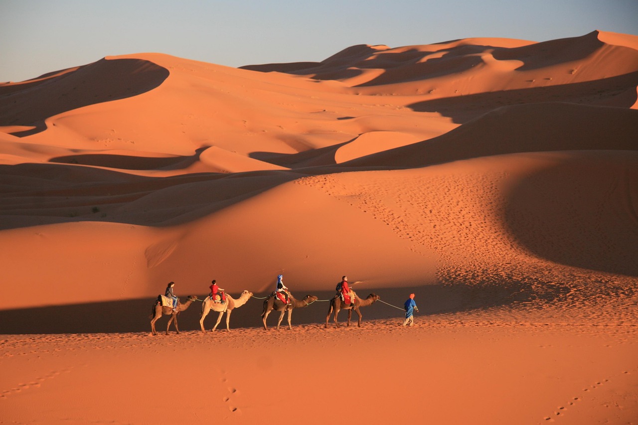 morocco, desert, sand dune, drought, hot, sunset, camel