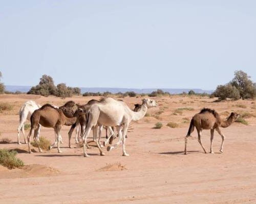 Sand dunes at Erg Chegaga, Morocco's largest dune field