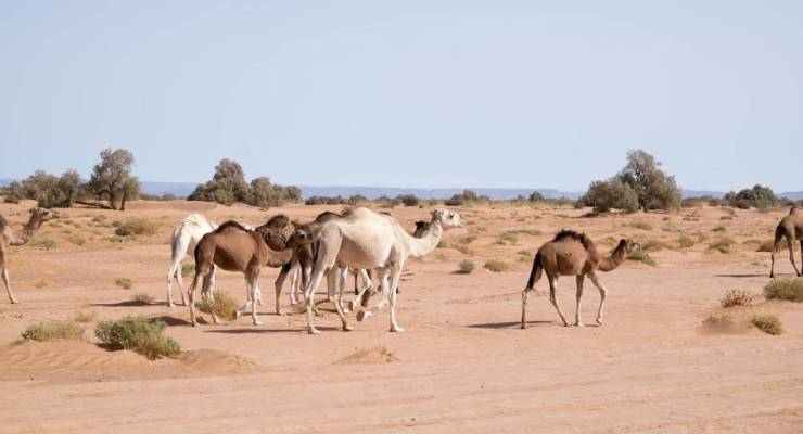 Sand dunes at Erg Chegaga, Morocco's largest dune field