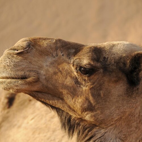 morocco, camel, desert, sand, sahara, landscape, nature, dromedary, orient, to travel, animal