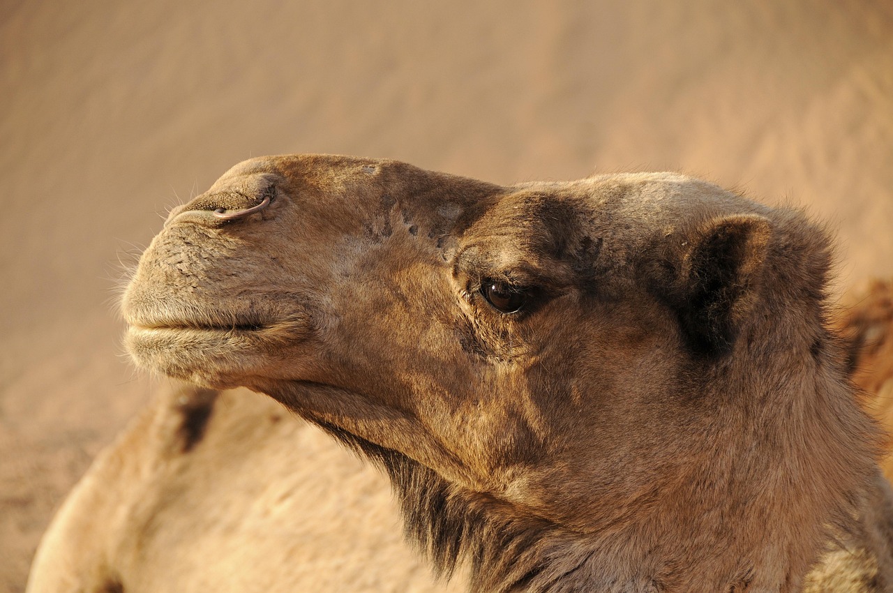morocco, camel, desert, sand, sahara, landscape, nature, dromedary, orient, to travel, animal