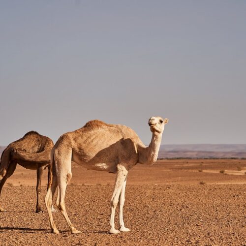 desert, nature, sand, landscape, sahara, dune, morocco, camel
