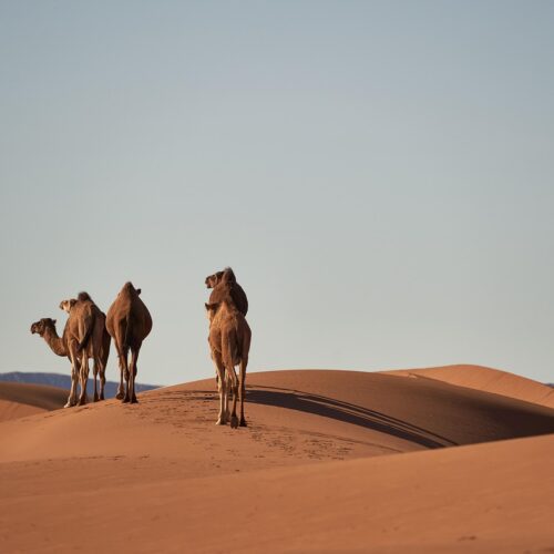 camels, sand dunes, desert, sahara, animals, sand, dry, hot, nature, dune, morocco, africa, adventure, barren, hike, travel, landscape, camels, desert, desert, desert, desert, desert, sahara, morocco, morocco