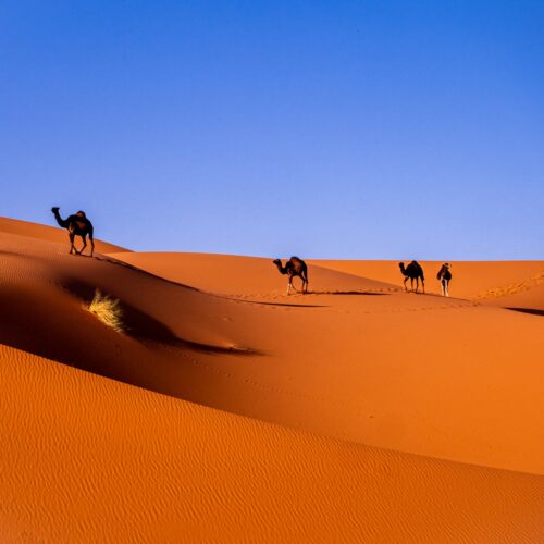 Camels resting in the Sahara desert, Morocco