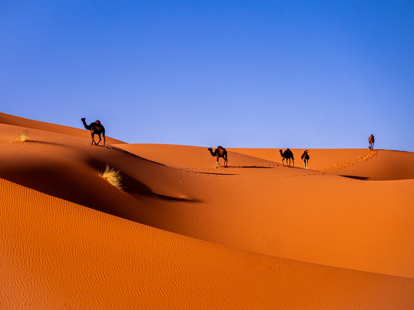 Camels resting in the Sahara desert, Morocco