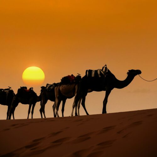 Guide leading a camel caravan across Sahara desert dunes
