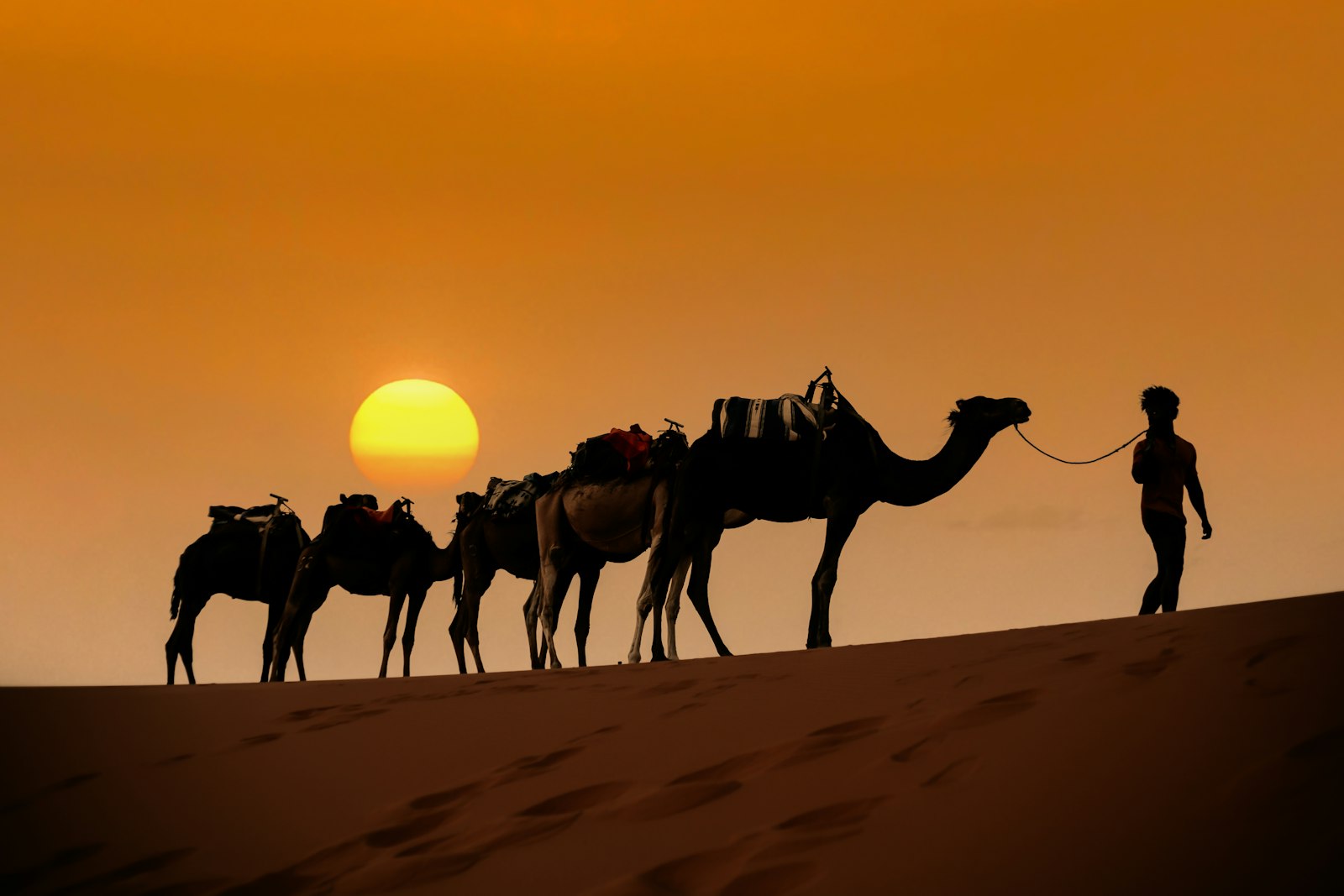 Guide leading a camel caravan across Sahara desert dunes